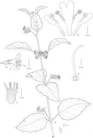 Image result for Mesosphaerum suaveolens
