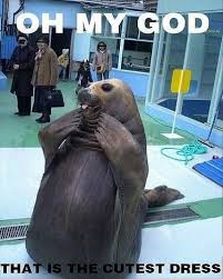 Sea Animal Meme Funny Commercials Funny Animal Pictures Funny Cute