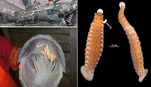 But the tail sucker disk is larger than the head disk. Parasite Of The Day April 2021