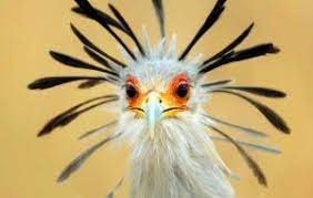 Check spelling or type a new query. 25 Secretary Bird Facts Sagittarius Serpentarius Africa S Snake Stomper Bird Facts Bird Close Up Portraits