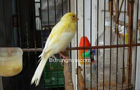 Jenis kenari berdasarkan warna kelompok ini mencakup burung khusus dibiakkan untuk kenari warna beragam.juga dikenal sebagai canary warna bred. Ciri Burung Kenari Af Harga Kelebihan Dan Kekurangan Burungnya Com