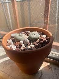 A cactus can survive on very little water, but it won't exactly thrive. Can I Use Tap Or Distilled Water For My Lophophora I Dont Have Access To Rain Water Socal Cactus