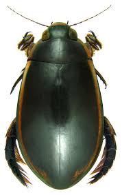 Cybister Limbatus Scarabee Animaux Du Monde Insectes