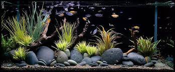 aquarium design group hardscape akvaryum akvaryumlar hayvanlar