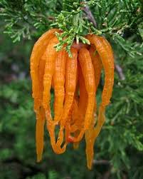 While plants are isolated, carefully examine them for signs of pests or damage on a regular basis of about once a week. 33 Botanical Insect Fungi Gall Ideas Plant Tissue Fungi Botanical