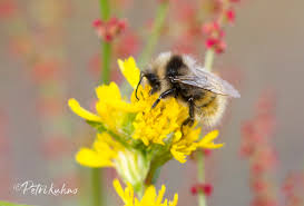 Image result for Bombus lapponicus