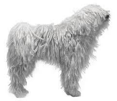 Image result for Komondor