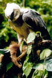 The different species of eagles all have a varied meal preference, with some opting to feed exclusively on fishes and water birds some argue that female harpy eagles weighing roughly between 7.35 to 8.3 kg, (although not particularly on record), can lift prey animals much. Blue Planet Biomes Harpy Eagle