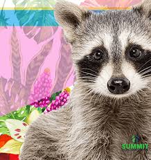 Maybe you would like to learn more about one of these? The Real Risks Of A Rabid Raccoon