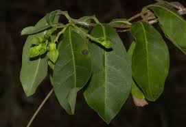 Image result for Raphionacme monteiroae