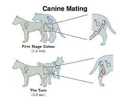 Dog And Cat Reproduction
