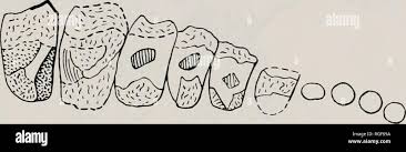 Image result for Brachystephanus