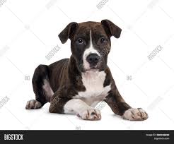 American staffordshire terrier colors can come in just about anything under the sun! Young Brindle White Image Photo Free Trial Bigstock