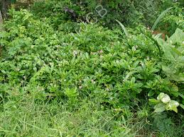 Image result for Talinum portulacifolium