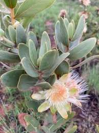 Image result for Protea welwitschii