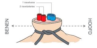 25 reanimatie scenario 2 scenario 2: Evaluatie En Reanimatie Van De Pasgeborene Anesthesia Help