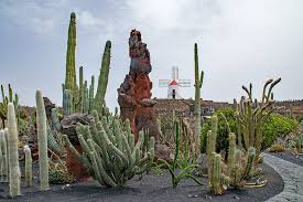 Justified, thematically if not in terms of setting. Jardin De Cactus Cactus Lanzarote Spain Africa Attractions Guatiza Windmill Lava Rock Nature Pxfuel