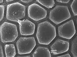 Image result for Chlorophytum calyptrocarpum