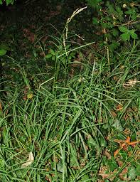 Image result for Rytidosperma davyi