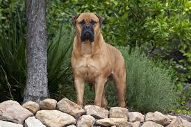 In addition to weight and height information, we reviewed various. 25 Biggest Giant Dog Breeds Largest Dog Breed Photos
