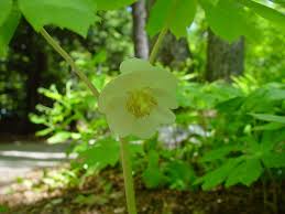 Image result for Macledium plantaginifolium