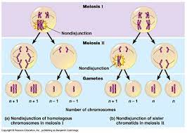 Genetics Klinefelters Syndrome