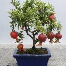 Jenis tanaman buah yang cepat panen di pot ini cukup ditanam sekali, namun bisa panen hingga dua kali dalam setahun. 21 Jenis Tanaman Buah Dalam Pot Yang Paling Cepat Berbuah
