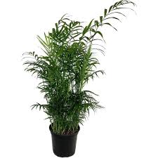 Image result for Pellaea doniana