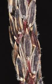 Image result for Digitaria sacculata