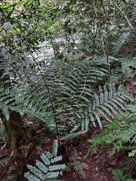 Image result for Didymochlaena truncatula