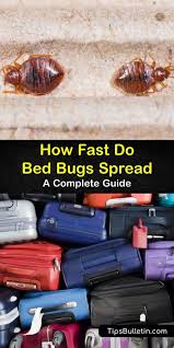 Basically, anywhere they can feed off blood! How Do Bed Bugs Spread A Complete Guide
