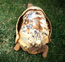 The Story of Hope and Innovation: The First 3D-Printed Shell for an ...
