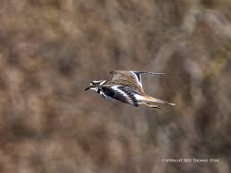 Woodworking metal detector little wizard ii. Killdeer In Flight Small Sensor Photography By Thomas Stirr