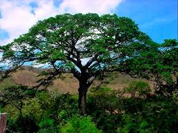 Image result for Ceiba