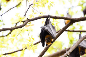 Bats also emit high pitched squeaking sounds when in distress. Bat Infestation Dangers To Your Home And Your Health Allwildlife Ca