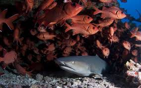 Caves Crammed Full Of Red Snapper Share Space With White Tip Sharks Tahiti Vacations Tahiti Rangiroa