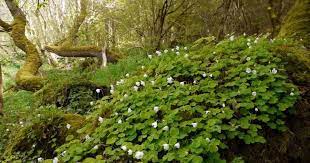 Tratamentul este contraindicat persoanelor care sufera de litiaza renala, de boli ale plamanilor, de astm sau de artrita. MÄƒcriÈ™ul Iepurelui Reconfortant È™i Stimulent Digestiv Biaplant