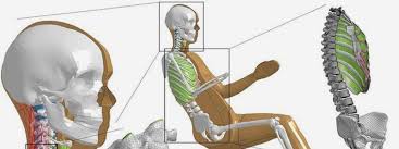 The chest is built around the bony structure of the ribs, spine, shoulder. First Human Body Model Available On Openvt Platform Virtual