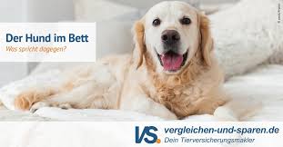 Haustiere wirken beruhigend auf uns menschen. Darf Der Hund Mit Ins Bett Regeln Furs Schlafzimmer Vs