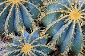 If you're in cactus country, or visiting a garden or nursery anywhere in the world, keep an eye out for these unusual species. Globe Cactus Plants Closeup Close Up Of Golden Barrel Cactus Stock Photo Picture And Royalty Free Image Image 47712891