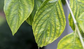 Maybe you would like to learn more about one of these? Chlorosis In Trees Shrubs Symptoms Causes Treatment Independent Tree