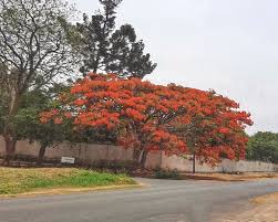 Image result for Triaspis macropteron