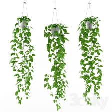 Philodendron Scandens Heartleaf Philodendron Philodendron Hederaceum Is Super Tolerant Of Dark Interiors T Philodendron Scandens Philodendron Indoor Vines