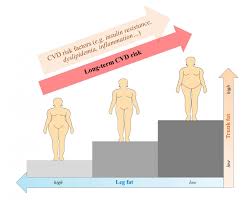 Pear Shaped Is Better For Postmenopausal Women Even If They