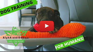 At the end of the day that is great your dog is now trained! Professional Dog Training Near Me All Breeds All Ages