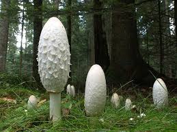 This Fancy Mushroom Is Known As The Lawyer S Wig You Can Guess Why With It S Long Cap And Shaggy Mane They Also Remind Pilze Essbare Pilze Geniessbare Pilze