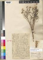 Image result for Athroisma gracile