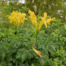 Image result for Tecomaria capensis