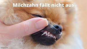 Wann bekommen welpen ihre zähne? Zahnwechsel Beim Hund Symptome Und Hilfe Fur Ihren Welpen