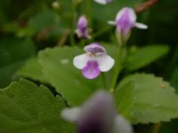 Image result for Lindernia conferta